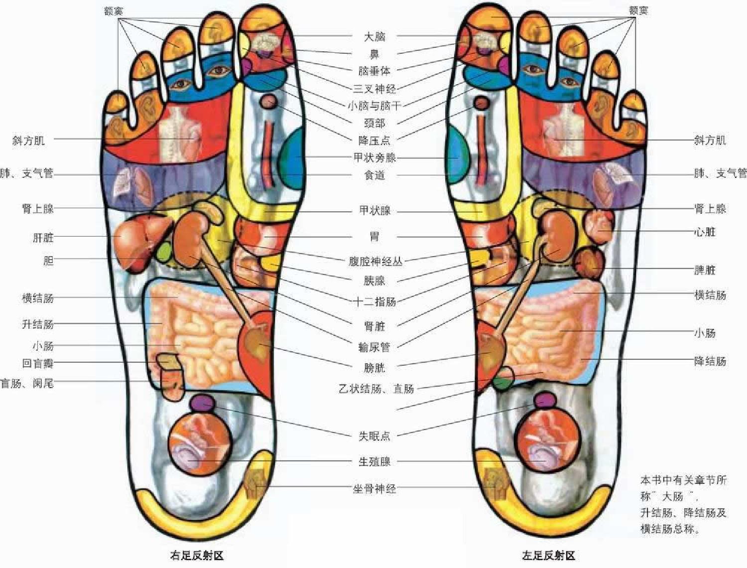 足部反射区示意图揭示，足部健康与全身联系的奥秘