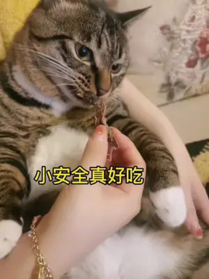 猫小九最新美食之旅篇章，吃货之旅再启新篇章